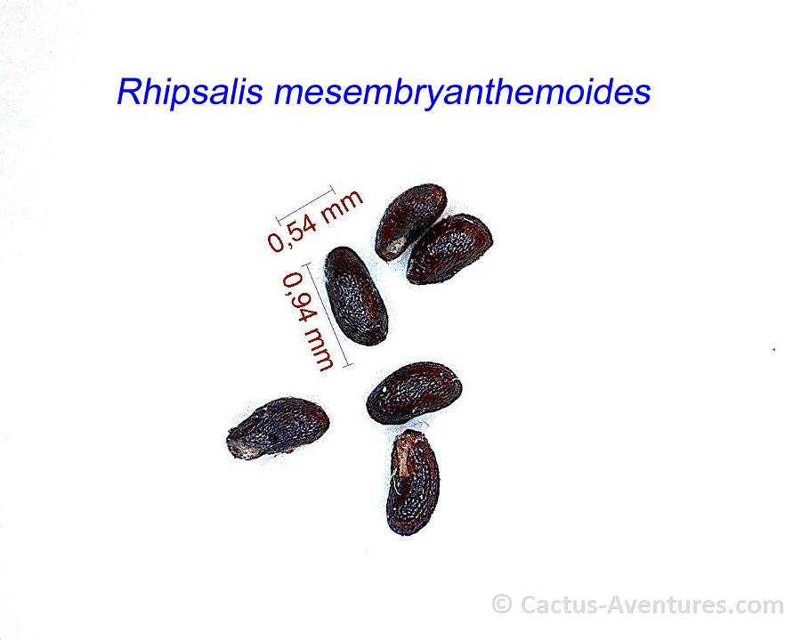 Rhipsalis mesembranthemoides